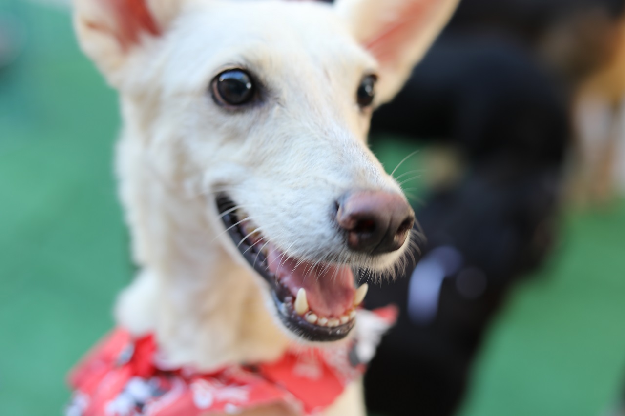 Clima julino e solidariedade: Feira de adoção de pets em Cariacica conta com quadrilha e concurso de fantasias